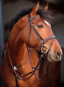 Amigo Flash Bridle